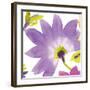 Violet Flower II-Sandra Jacobs-Framed Giclee Print