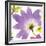 Violet Flower II-Sandra Jacobs-Framed Giclee Print