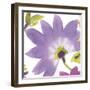 Violet Flower II-Sandra Jacobs-Framed Art Print