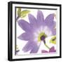 Violet Flower II-Sandra Jacobs-Framed Art Print