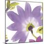 Violet Flower II-Sandra Jacobs-Mounted Art Print