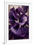 Violet flower-Lea Faucher-Framed Art Print