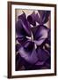 Violet flower-Lea Faucher-Framed Art Print