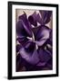 Violet flower-Lea Faucher-Framed Art Print