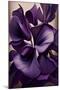 Violet flower-Lea Faucher-Mounted Art Print