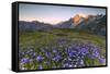 Violet flowers and green meadows frame the Mont Blanc massif at dawn, Graian Alps, Courmayeur, Aost-Roberto Moiola-Framed Stretched Canvas