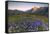 Violet flowers and green meadows frame the Mont Blanc massif at dawn, Graian Alps, Courmayeur, Aost-Roberto Moiola-Framed Stretched Canvas