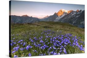 Violet flowers and green meadows frame the Mont Blanc massif at dawn, Graian Alps, Courmayeur, Aost-Roberto Moiola-Stretched Canvas