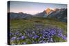 Violet flowers and green meadows frame the Mont Blanc massif at dawn, Graian Alps, Courmayeur, Aost-Roberto Moiola-Stretched Canvas