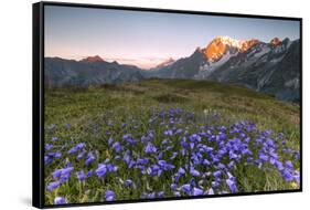 Violet flowers and green meadows frame the Mont Blanc massif at dawn, Graian Alps, Courmayeur, Aost-Roberto Moiola-Framed Stretched Canvas