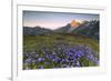 Violet flowers and green meadows frame the Mont Blanc massif at dawn, Graian Alps, Courmayeur, Aost-Roberto Moiola-Framed Photographic Print