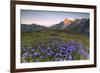 Violet flowers and green meadows frame the Mont Blanc massif at dawn, Graian Alps, Courmayeur, Aost-Roberto Moiola-Framed Photographic Print