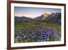 Violet flowers and green meadows frame the Mont Blanc massif at dawn, Graian Alps, Courmayeur, Aost-Roberto Moiola-Framed Photographic Print