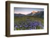 Violet flowers and green meadows frame the Mont Blanc massif at dawn, Graian Alps, Courmayeur, Aost-Roberto Moiola-Framed Photographic Print