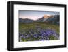 Violet flowers and green meadows frame the Mont Blanc massif at dawn, Graian Alps, Courmayeur, Aost-Roberto Moiola-Framed Photographic Print