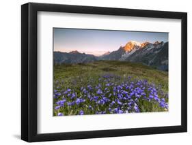 Violet flowers and green meadows frame the Mont Blanc massif at dawn, Graian Alps, Courmayeur, Aost-Roberto Moiola-Framed Photographic Print