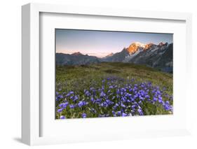 Violet flowers and green meadows frame the Mont Blanc massif at dawn, Graian Alps, Courmayeur, Aost-Roberto Moiola-Framed Photographic Print