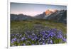 Violet flowers and green meadows frame the Mont Blanc massif at dawn, Graian Alps, Courmayeur, Aost-Roberto Moiola-Framed Photographic Print