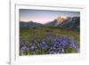 Violet flowers and green meadows frame the Mont Blanc massif at dawn, Graian Alps, Courmayeur, Aost-Roberto Moiola-Framed Photographic Print