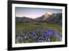 Violet flowers and green meadows frame the Mont Blanc massif at dawn, Graian Alps, Courmayeur, Aost-Roberto Moiola-Framed Photographic Print