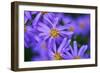 Violet Flowers-Martina Bleichner-Framed Art Print