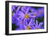 Violet Flowers-Martina Bleichner-Framed Art Print