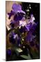 Violet flowers-Vivienne Dupont-Mounted Art Print