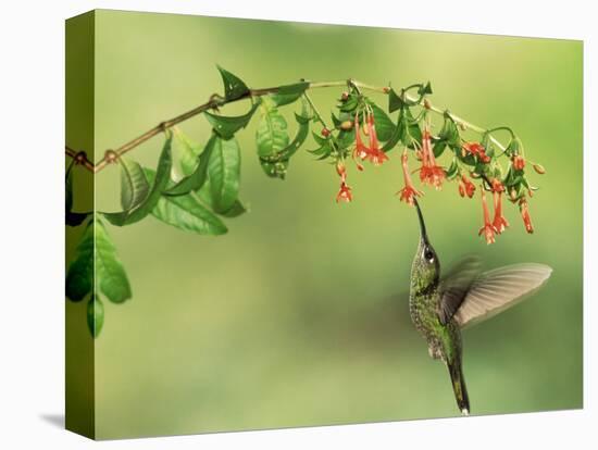 Violet Fronted Brilliant Hummingbird, Manu National Park, Peru-Pete Oxford-Stretched Canvas