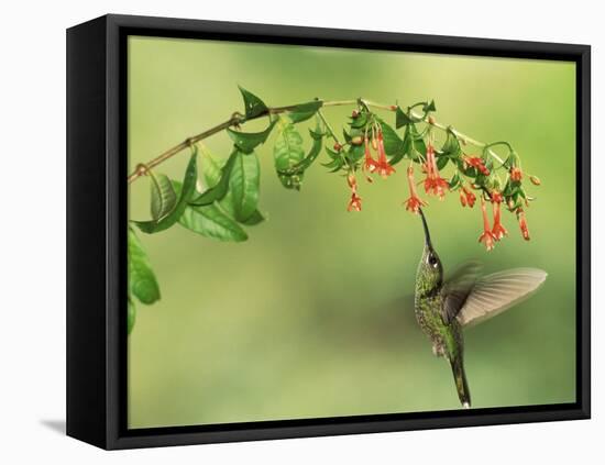 Violet Fronted Brilliant Hummingbird, Manu National Park, Peru-Pete Oxford-Framed Stretched Canvas