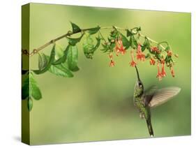 Violet Fronted Brilliant Hummingbird, Manu National Park, Peru-Pete Oxford-Stretched Canvas