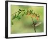 Violet Fronted Brilliant Hummingbird, Manu National Park, Peru-Pete Oxford-Framed Photographic Print