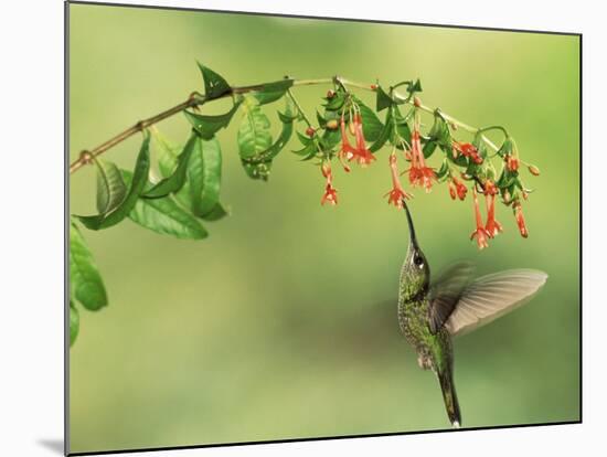 Violet Fronted Brilliant Hummingbird, Manu National Park, Peru-Pete Oxford-Mounted Photographic Print