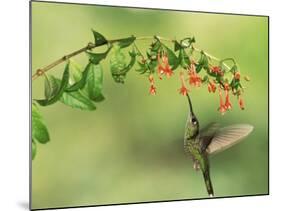 Violet Fronted Brilliant Hummingbird, Manu National Park, Peru-Pete Oxford-Mounted Photographic Print