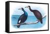 Violet Green Cormorant and Florida Cormorant-Theodore Jasper-Framed Stretched Canvas