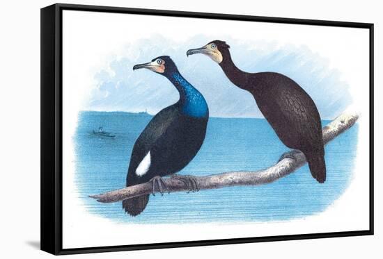 Violet Green Cormorant and Florida Cormorant-Theodore Jasper-Framed Stretched Canvas