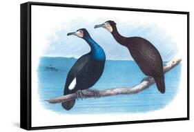 Violet Green Cormorant and Florida Cormorant-Theodore Jasper-Framed Stretched Canvas