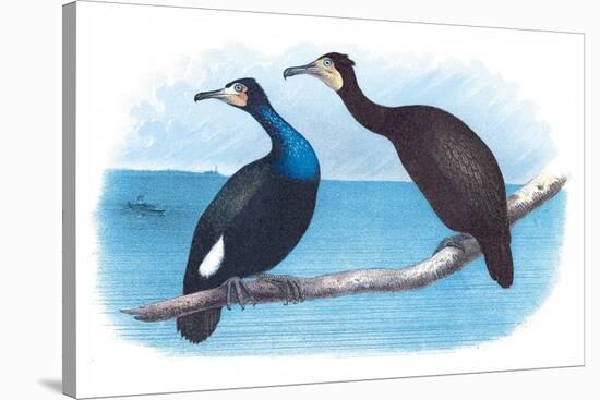 Violet Green Cormorant and Florida Cormorant-Theodore Jasper-Stretched Canvas