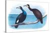 Violet Green Cormorant and Florida Cormorant-Theodore Jasper-Stretched Canvas