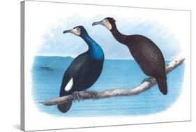 Violet Green Cormorant and Florida Cormorant-Theodore Jasper-Stretched Canvas