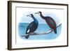 Violet Green Cormorant and Florida Cormorant-Theodore Jasper-Framed Art Print