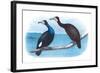 Violet Green Cormorant and Florida Cormorant-Theodore Jasper-Framed Art Print