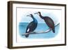 Violet Green Cormorant and Florida Cormorant-Theodore Jasper-Framed Art Print