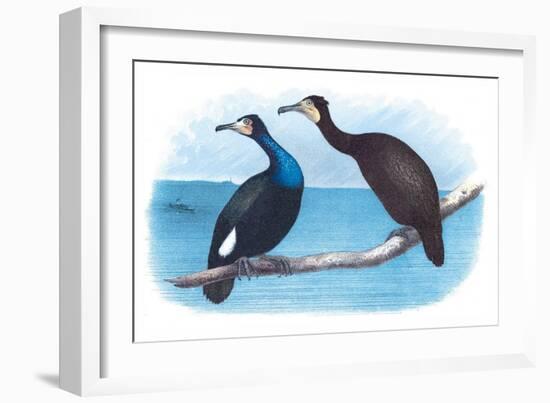 Violet Green Cormorant and Florida Cormorant-Theodore Jasper-Framed Art Print