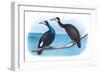 Violet Green Cormorant and Florida Cormorant-Theodore Jasper-Framed Art Print