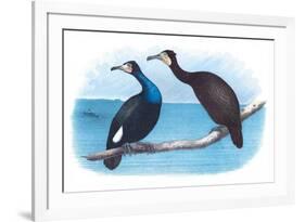 Violet Green Cormorant and Florida Cormorant-Theodore Jasper-Framed Art Print