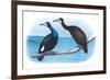 Violet Green Cormorant and Florida Cormorant-Theodore Jasper-Framed Art Print