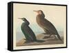 Violet-green Cormorant and Townsend's Cormorant, 1838-John James Audubon-Framed Stretched Canvas