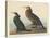 Violet-green Cormorant and Townsend's Cormorant, 1838-John James Audubon-Stretched Canvas