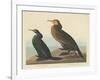 Violet-green Cormorant and Townsend's Cormorant, 1838-John James Audubon-Framed Giclee Print