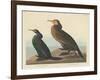 Violet-green Cormorant and Townsend's Cormorant, 1838-John James Audubon-Framed Giclee Print